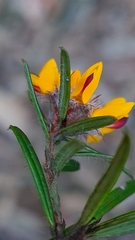 Pultenaea polifolia