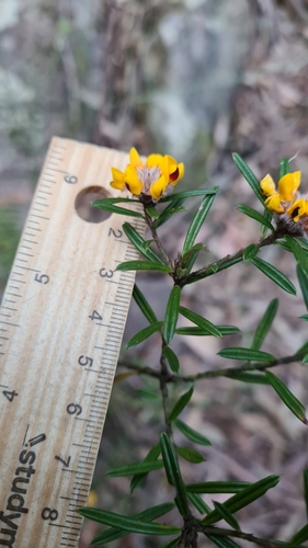 Image of Pultenaea mucronata by (c) Petra Holland, some rights reserved (CC BY)