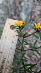 Pultenaea polifolia
