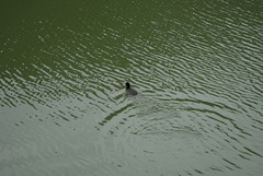 Fulica atra