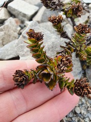 Veronica haastii