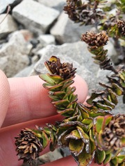 Veronica haastii