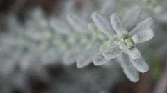Teucrium capitatum capitatum