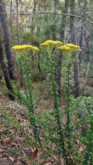 Cassinia denticulata