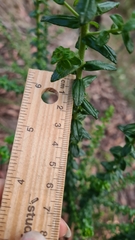 Cassinia denticulata