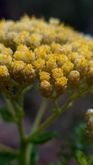 Cassinia denticulata