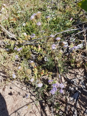 Phyllopodium cephalophorum