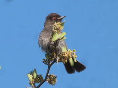 Knipolegus striaticeps