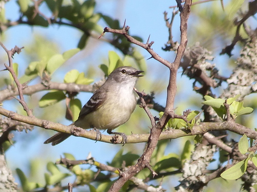 Plain Tyrannulet