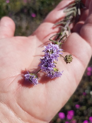 Phyllopodium cephalophorum