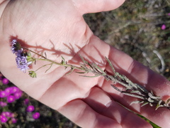 Phyllopodium cephalophorum