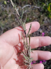 Phyllopodium cephalophorum