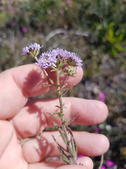 Phyllopodium cephalophorum