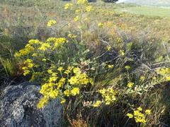 Senecio subcanescens