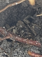 Tasmanicosa godeffroyi