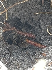 Tasmanicosa godeffroyi