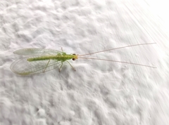 Chrysoperla