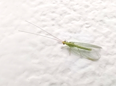 Chrysoperla