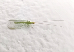 Chrysoperla