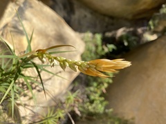 Dracophyllum secundum