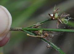 Scleria novae-hollandiae