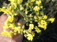 Senecio subcanescens