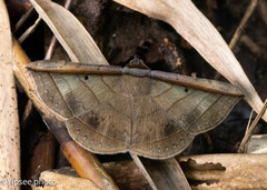 Entomogramma fautrix