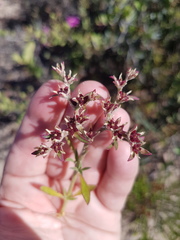 Aizoon paniculatum