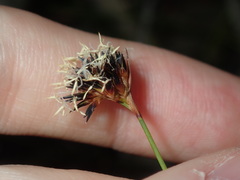 Schoenus imberbis