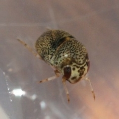 Helotrephidae