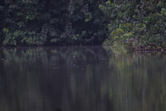 Alcedo quadribrachys