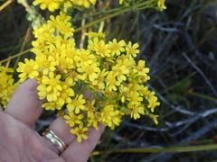 Senecio subcanescens