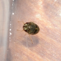 Helotrephidae