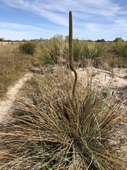 Xanthorrhoea caespitosa
