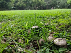 Agaricus endoxanthus