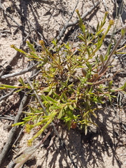 Crassula cymosa