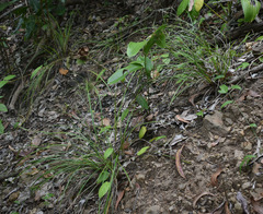 Scleria novae-hollandiae