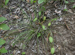 Scleria novae-hollandiae