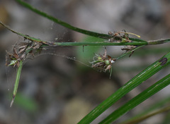 Scleria novae-hollandiae