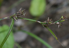 Scleria novae-hollandiae