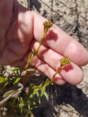 Crassula cymosa