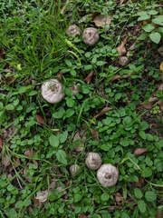 Agaricus endoxanthus