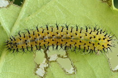 Periclista lineolata