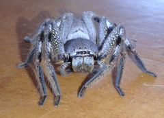 Isopedella saundersi