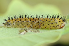 Periclista lineolata