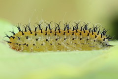 Periclista lineolata