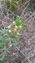 Aspidoglossum heterophyllum