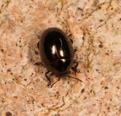 Oomorphus concolor