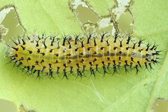 Periclista lineolata