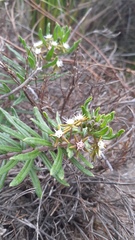 Aspidoglossum heterophyllum